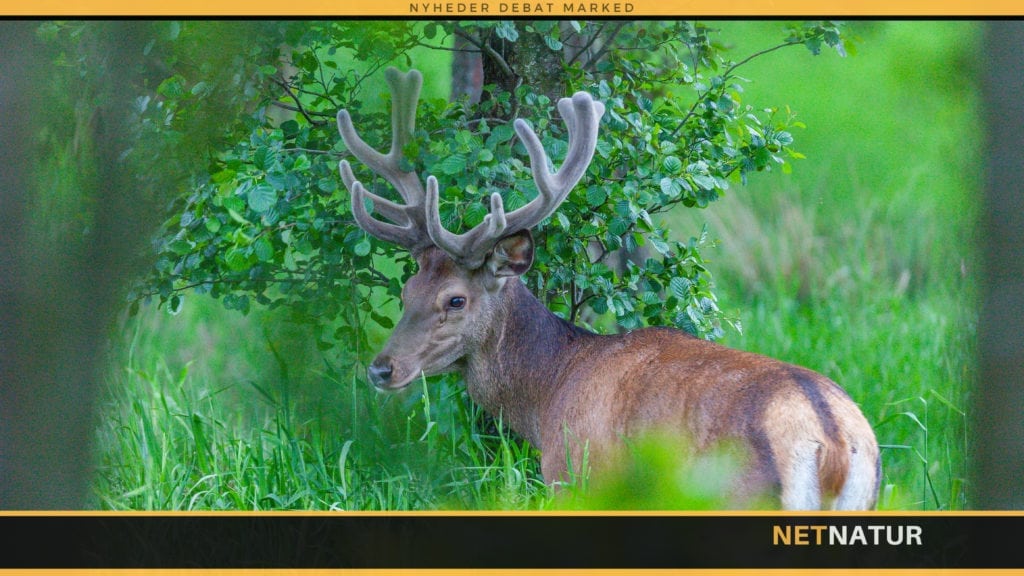 Udbud vedr. forskning og rådgivning om fugle og pattedyr på plads