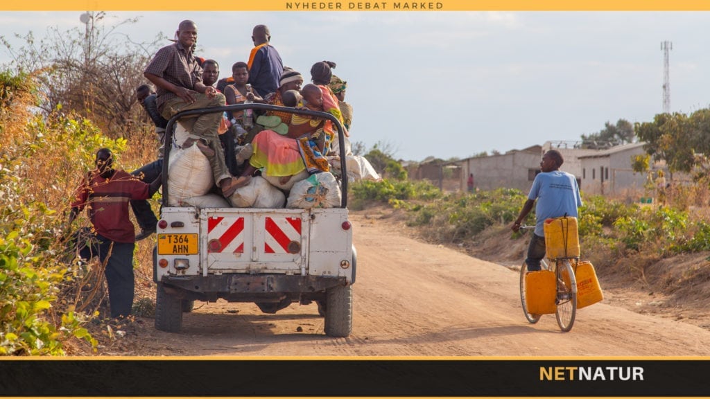 Tsetsefluers rolle som vildtbeskyttere svækkes