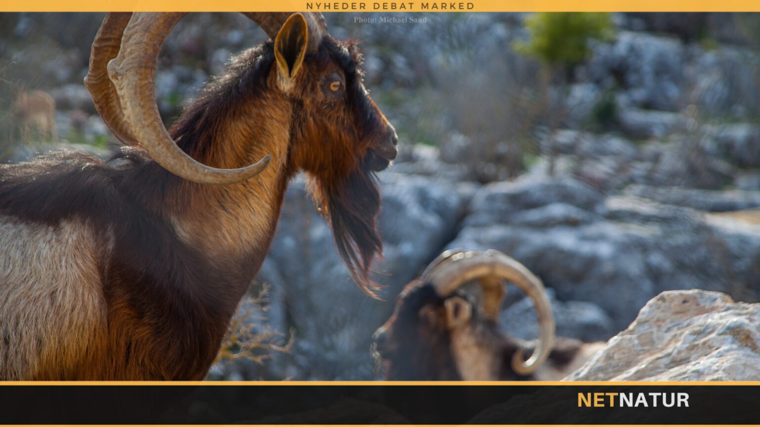 Ibex bestiger imponerende klatrevæg Ibex bestiger imponerende klatrevæg