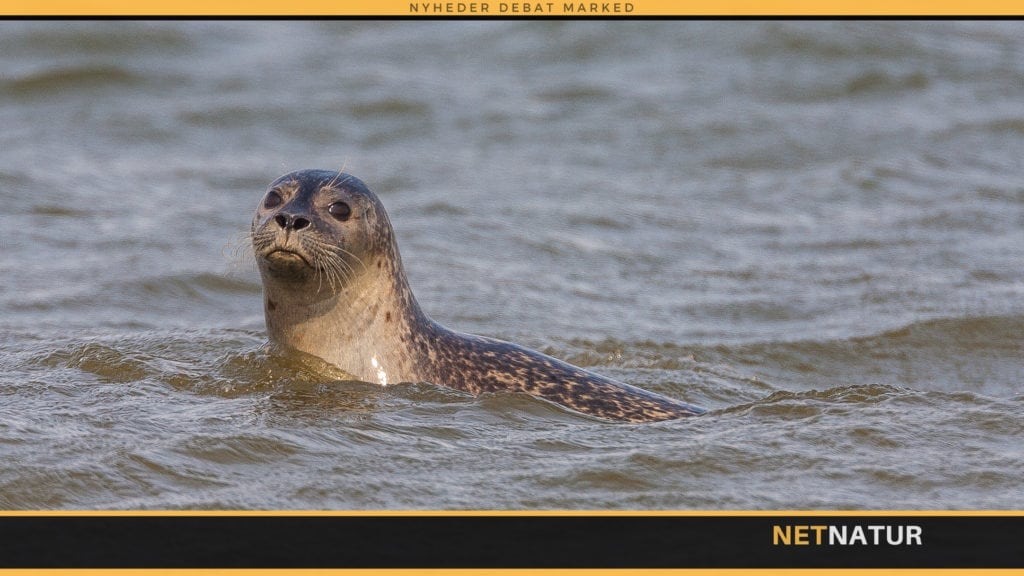 Antallet af spættede sæler sætter rekord