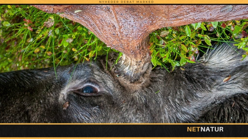 Moose i størrelse gigant