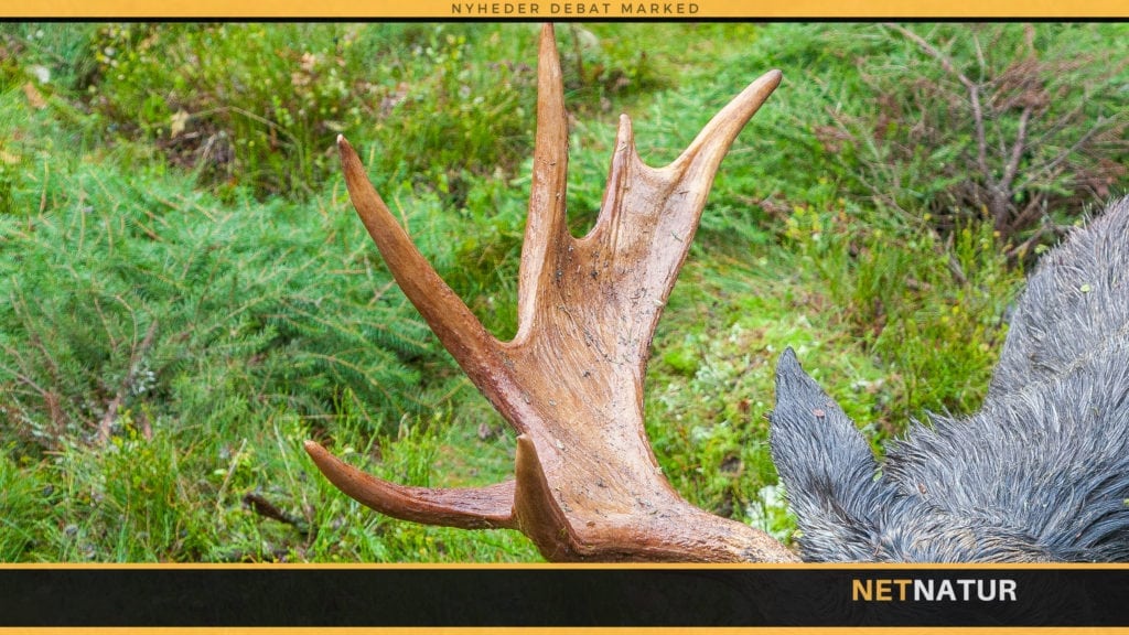 Elgtyr kaldes på skudhold