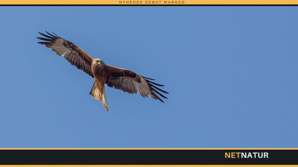 Rød glente fortsat i fremgang Rød glente fortsat i fremgang