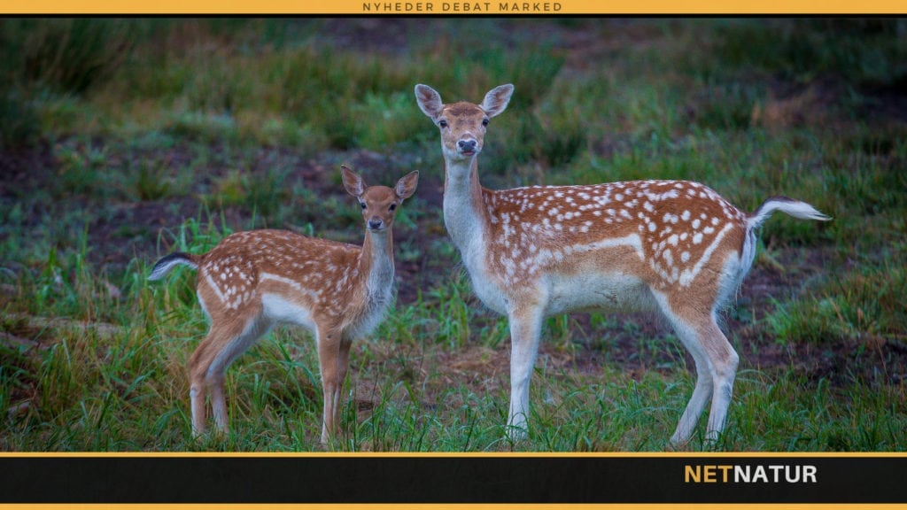 Råvildt Nordjylland