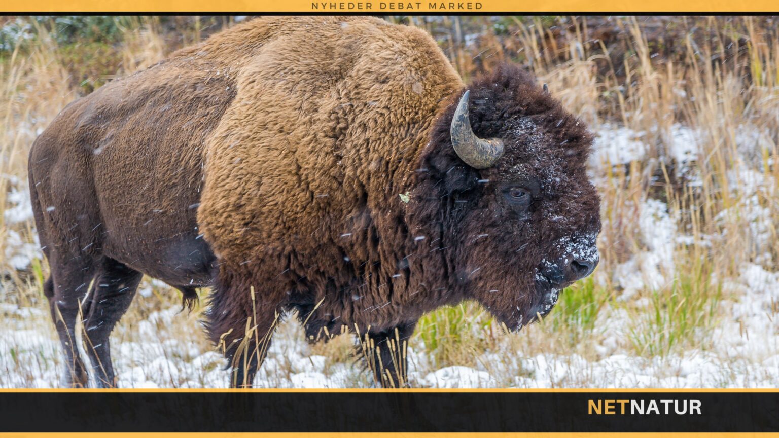 Bison ofrer kalv til ulvene