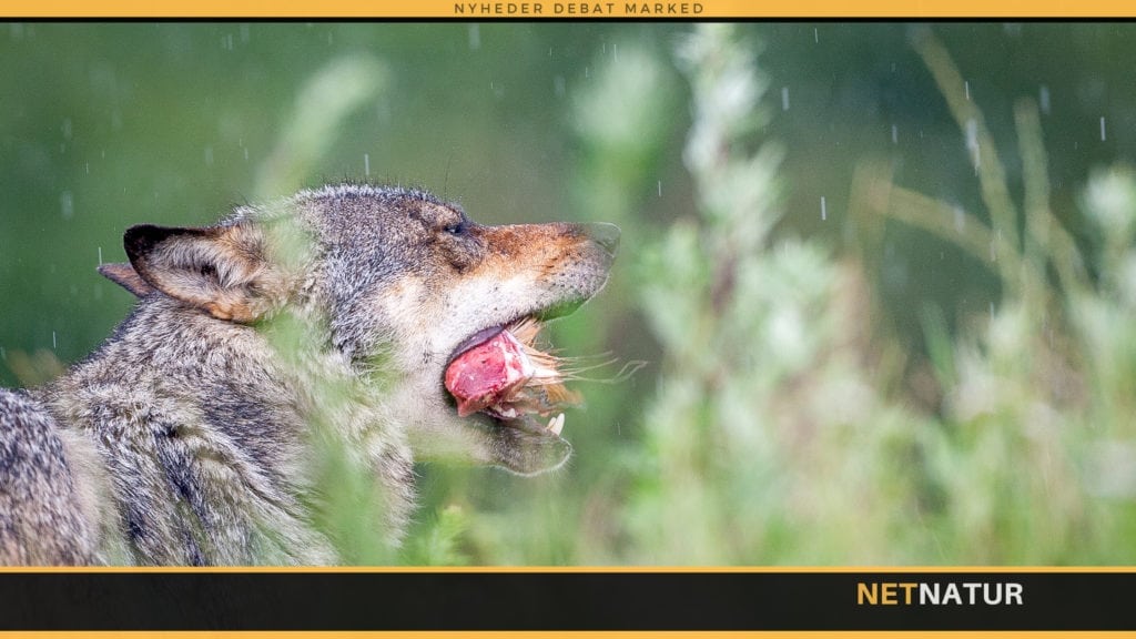 15 får dræbt bag sikret hegn