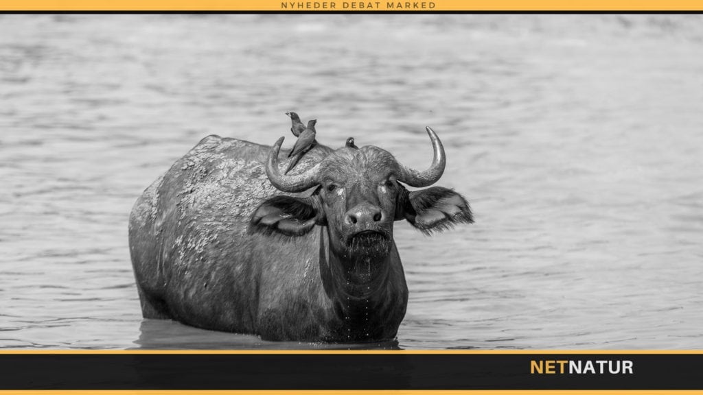 Bøffeljagt til lavpris