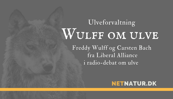 Wulff om ulve