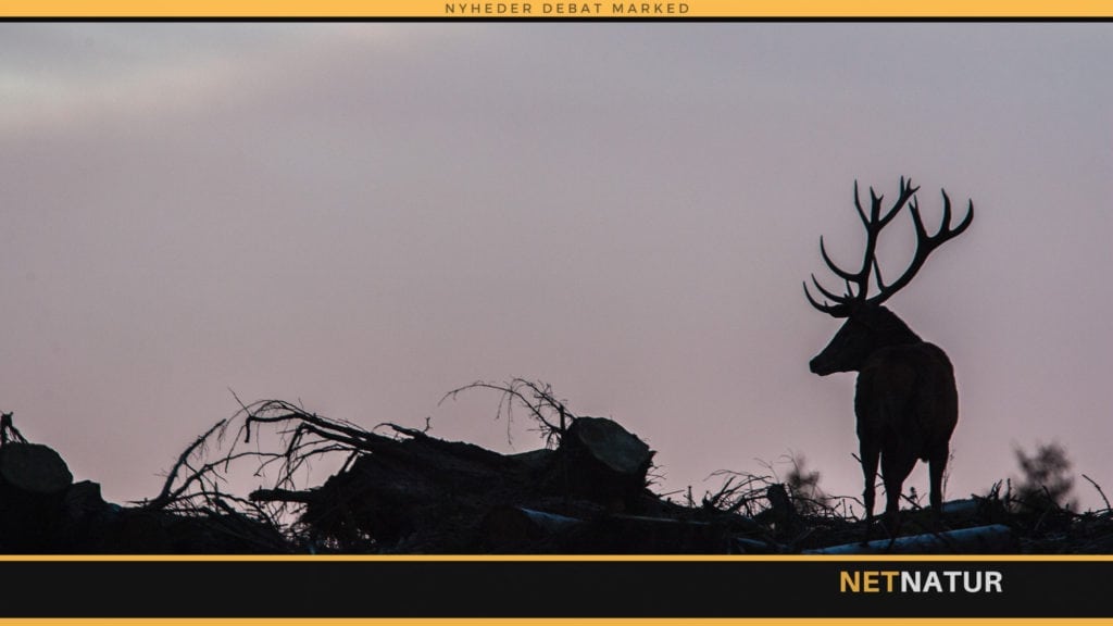 BL: Ingen ulovlige jagtindgreb af bagvejen