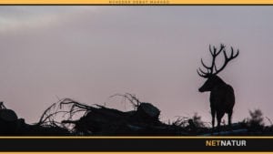 BL: Ingen ulovlige jagtindgreb af bagvejen