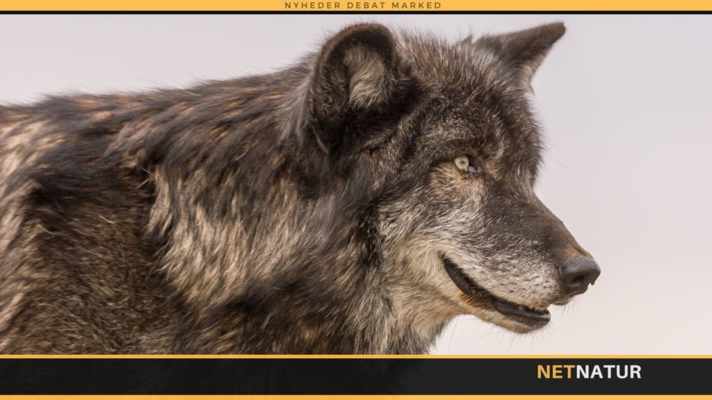 Endnu en fredet ulv fundet dræbt i Oregon