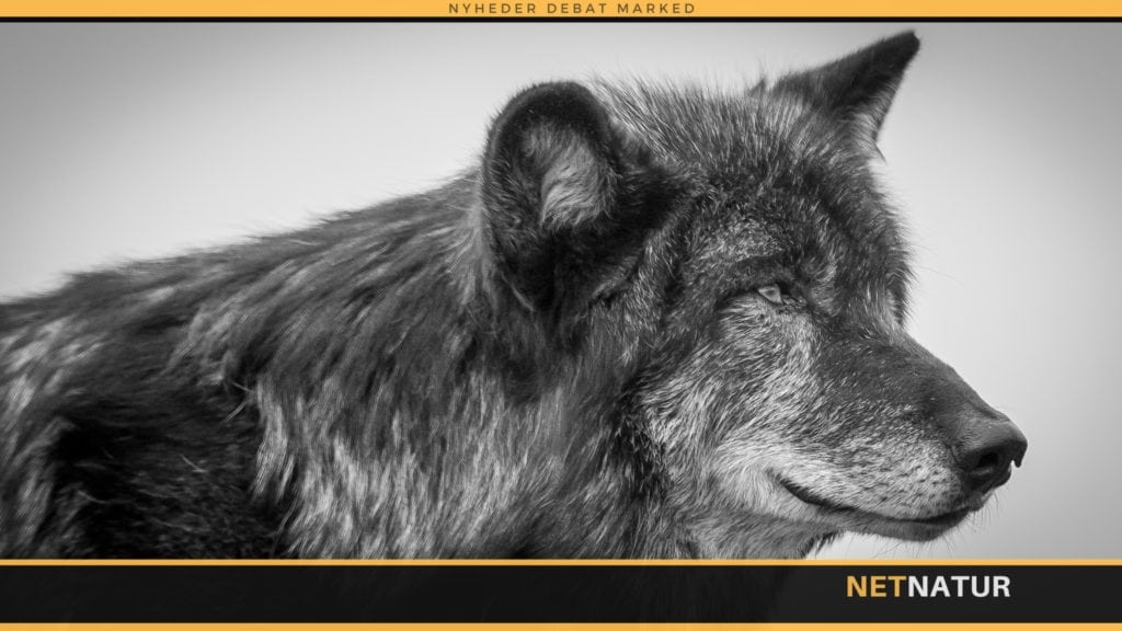 DNA-bombe i ulvedebat