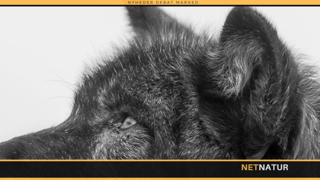 Virker de ulvesikre hegn ? Ny forbedret metode til identificering af ulvehybrider