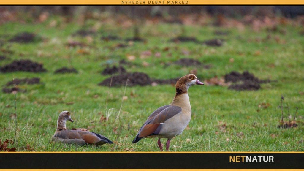De uønskede: Nilgåsen