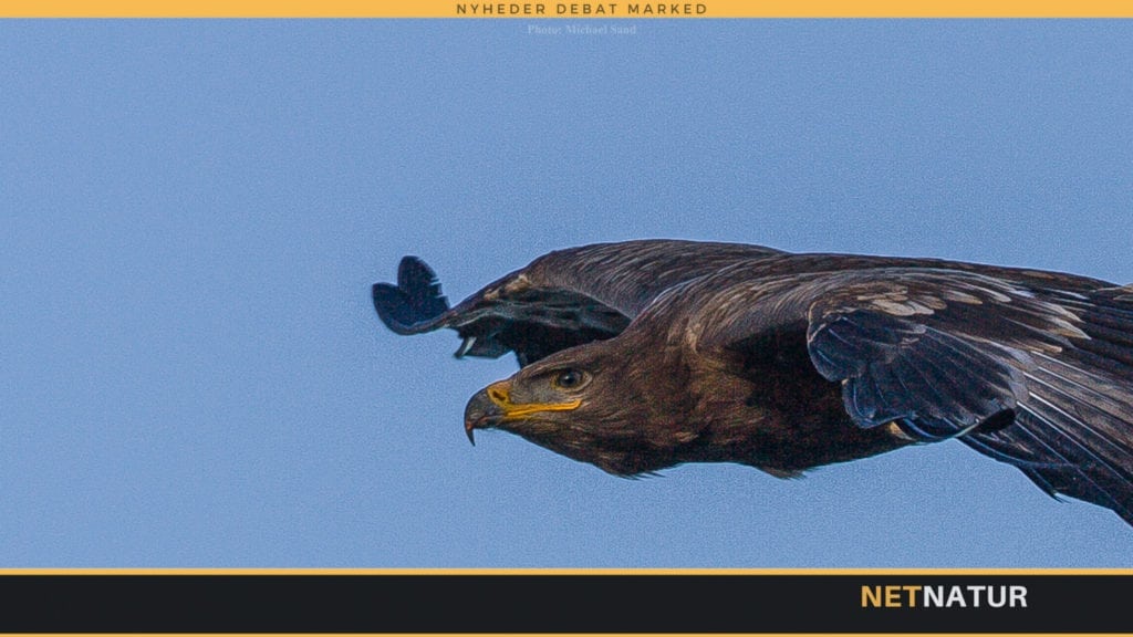 Ørnejagt set med GoPro