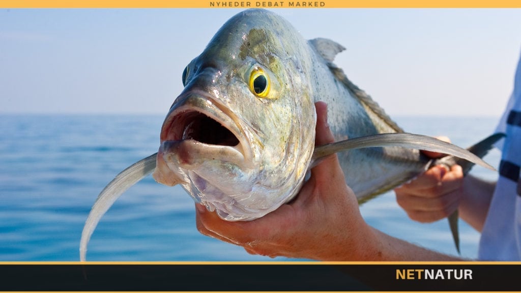 Fisk jager flyvende fugle