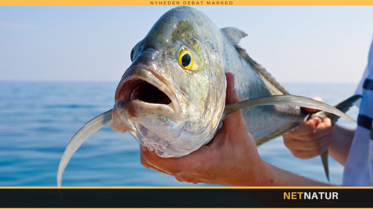 Fisk jager flyvende fugle