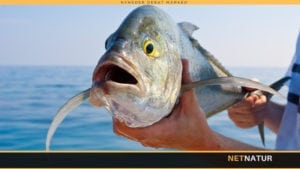 Fisk jager flyvende fugle