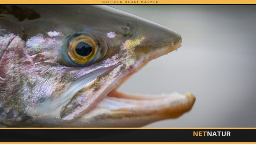 Fluefiskeri efter regnbueørred i Kamchatka