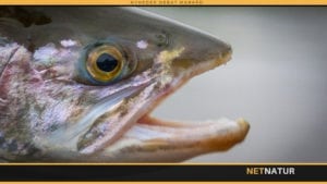 Fluefiskeri efter regnbueørred i Kamchatka