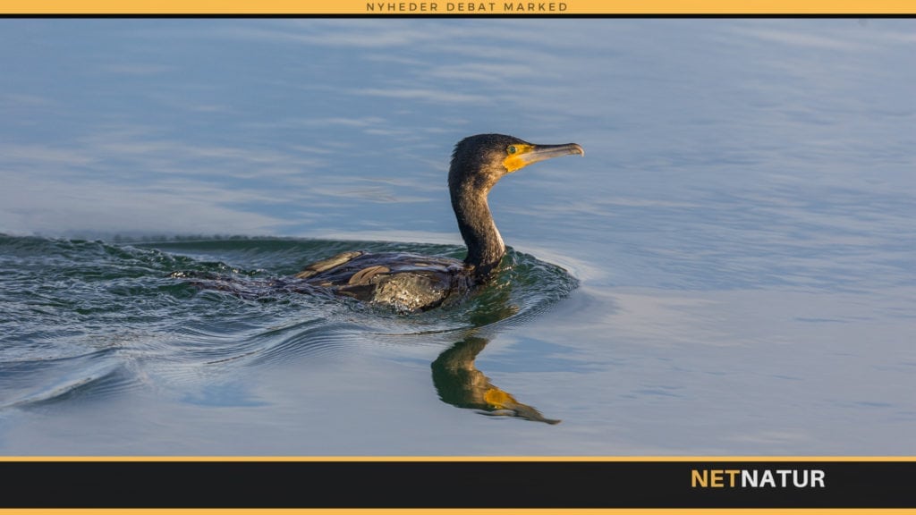 Ny forvaltningsplan for skarven på plads