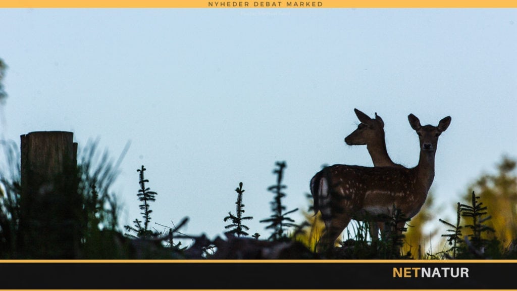 Flere påkørsler mellem vinter- og sommertid en myte