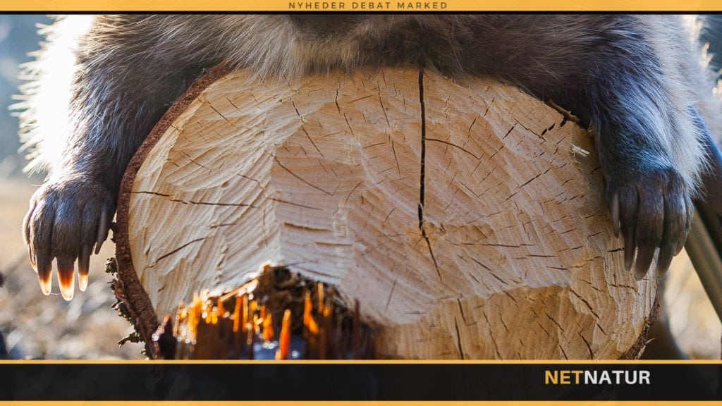 Haveejer går efter indrømmelse i bæversag