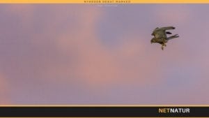 Tårnfalken – den lille kvikke musejæger Tårnfalken - den lille kvikke musejæger