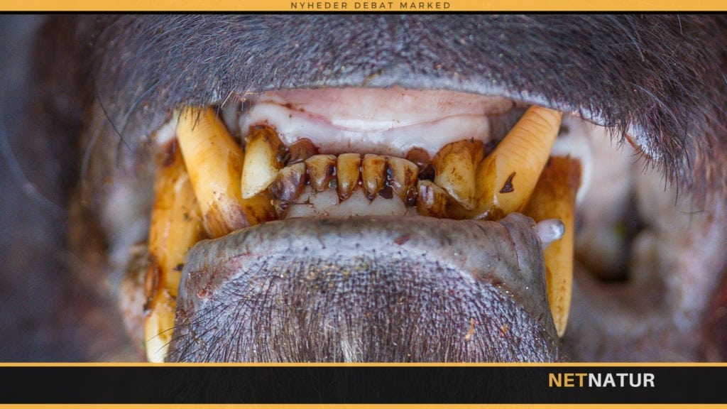 Sortbjørn nedlagt med bue på tre meters afstand