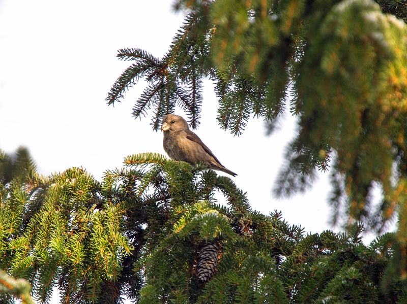 Stor korsnæb er over os