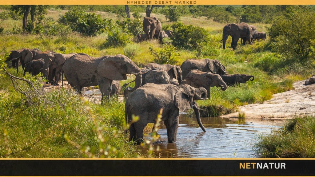 Bør 9 ud af 10 elefanter nedlægges i Kruger?