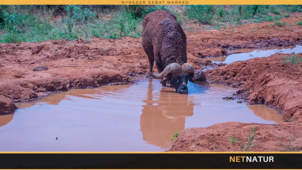 Fisk og fiskeri uden vand