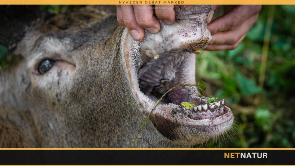 Rapport om kronvildtkæber