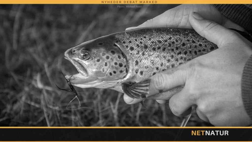 Færre hanfisk ligner hunfisk