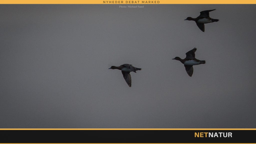 Udsigt til rekord i svømmeænder