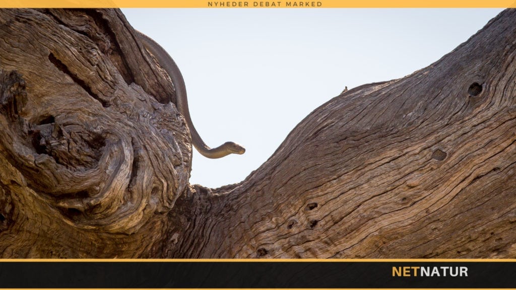 Kvindelig krybskyttekontrol