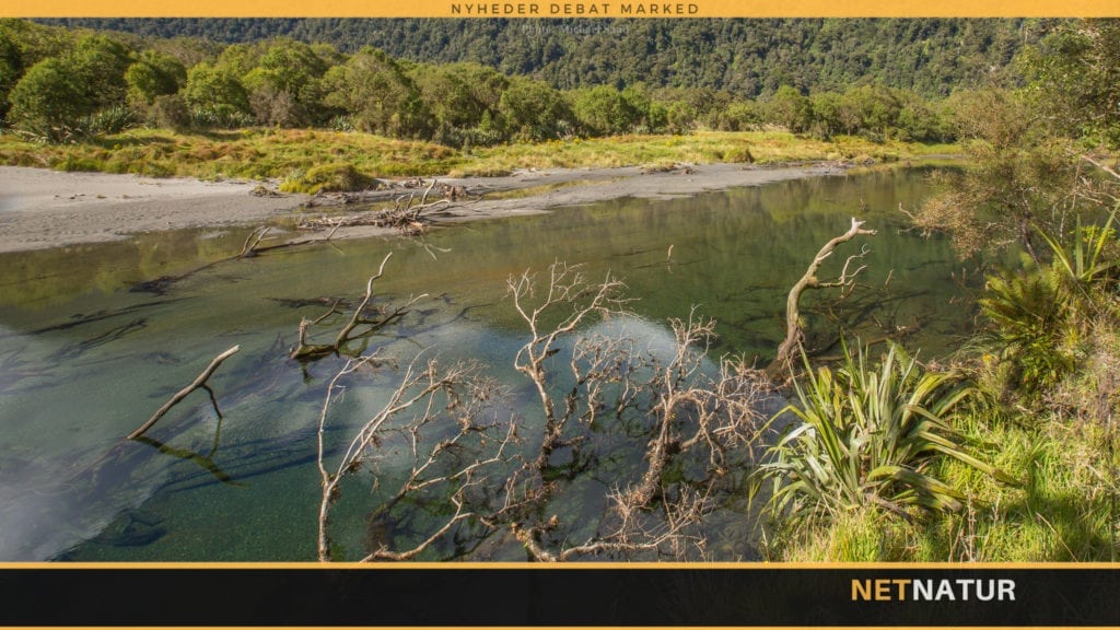 Fluefiskeri i New Zealands drømmevand