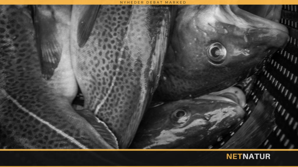 Flere stenrev giver flere torsk