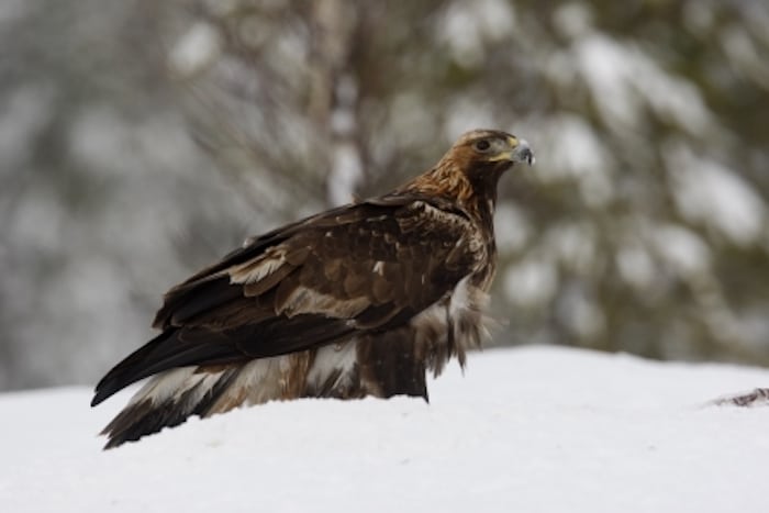Kongeørnen - lidt royal har man da lov at være
