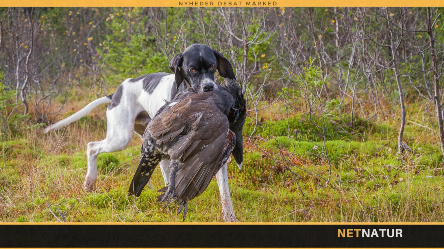 hund til Sverige