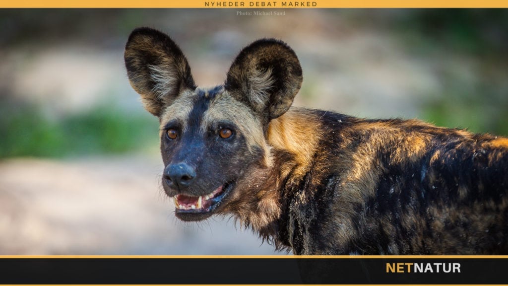 Ny international WWF præsident