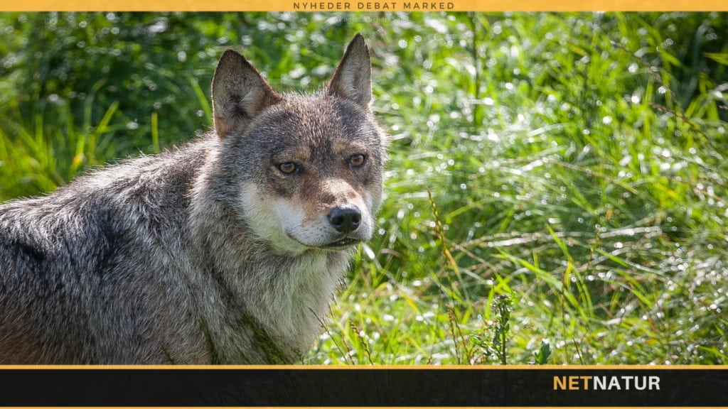 Ulvepolitik og partifarve