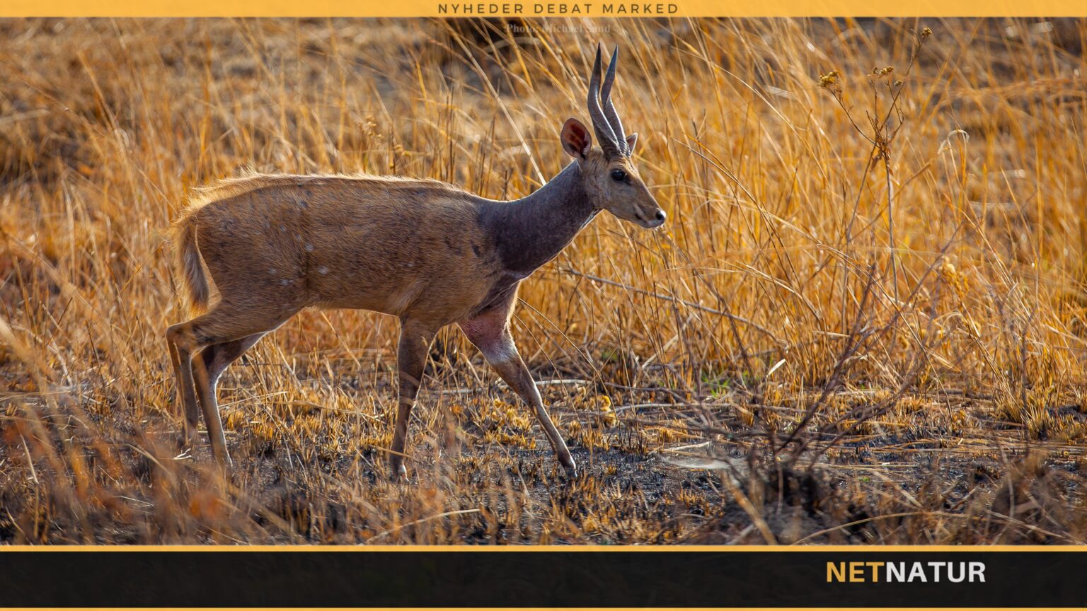 Jagt på Kudu og en gigantisk Bushbuck i Tanzania
