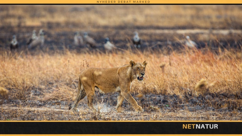 Tanzania: Trofæjagt holder folk og fæ på afstand