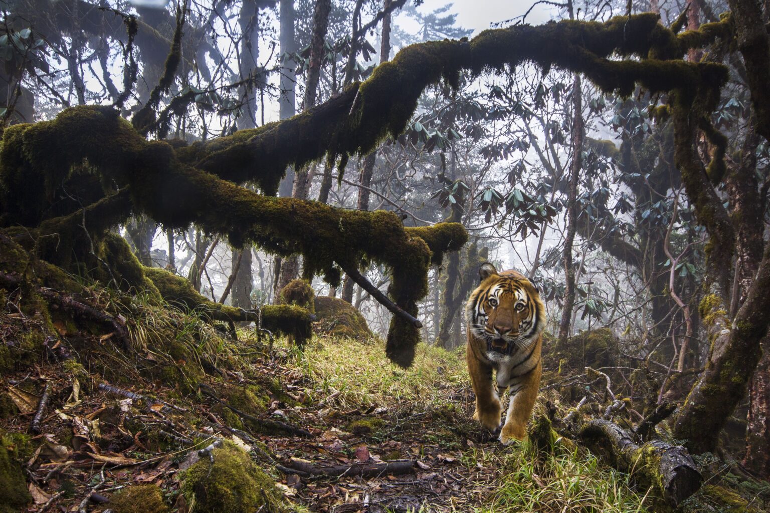 Beskyttelse af vilde tigre har mange sidegevinster