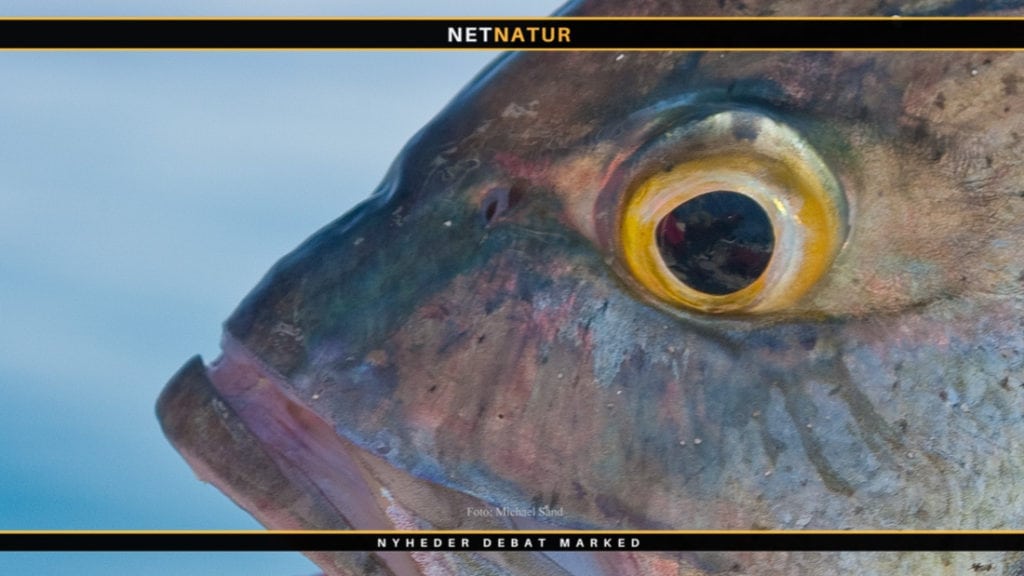 Sandrevler og fluefiskeri efter den bomstærke Giant trivially