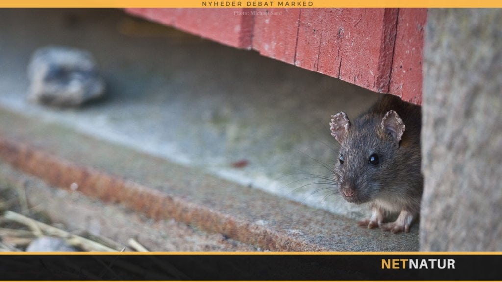 Rottehandlingsplanens 17 elementer 