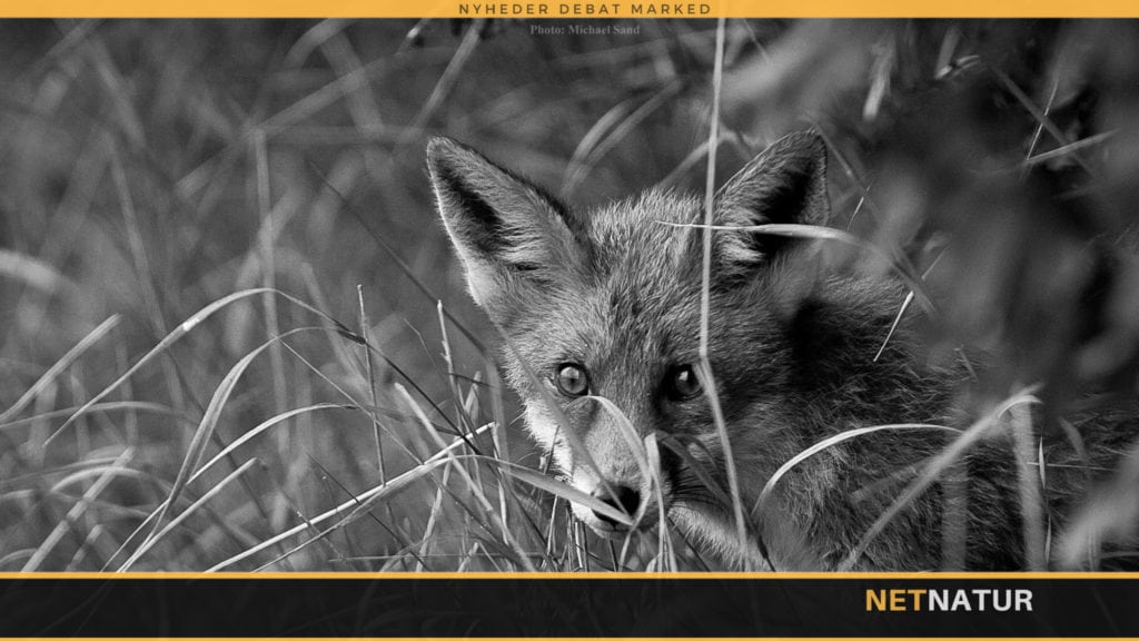 Ulovlig fælde politianmeldt