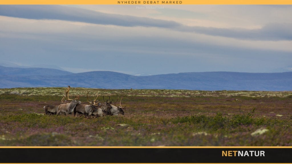 CWD fører til udryddelse af 2.200 rensdyr