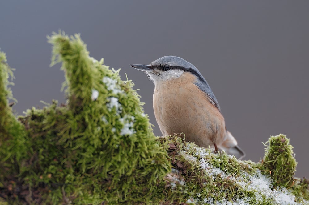 Spætmejsen spreder sig vestpå i de danske skove